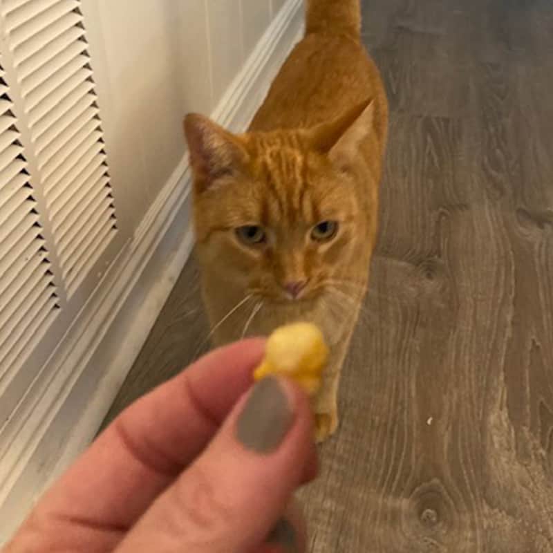 Savory Cheese Cat Treats