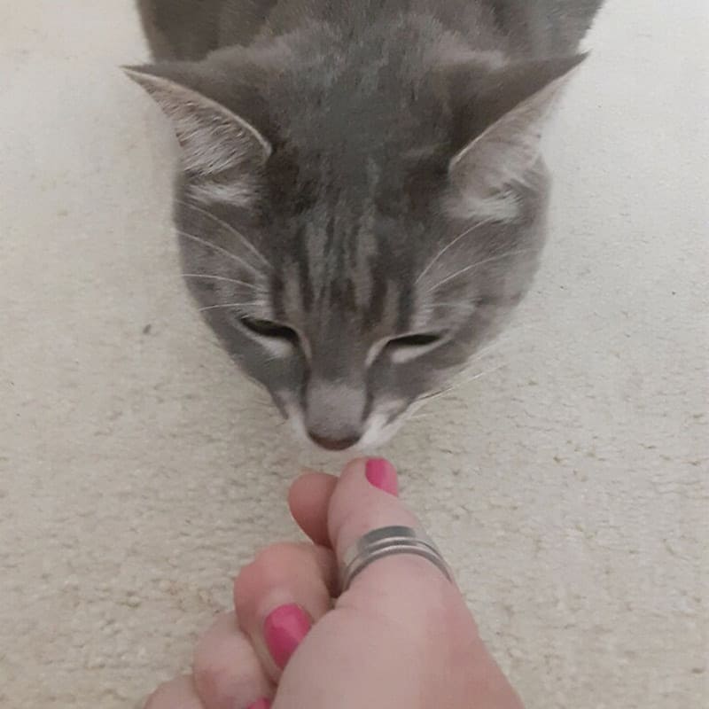 Tuna Tidbits Cat Treats