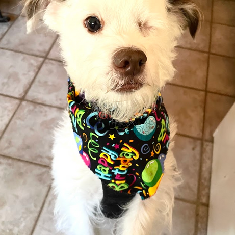 Susan's Seasonal Selection Bandana