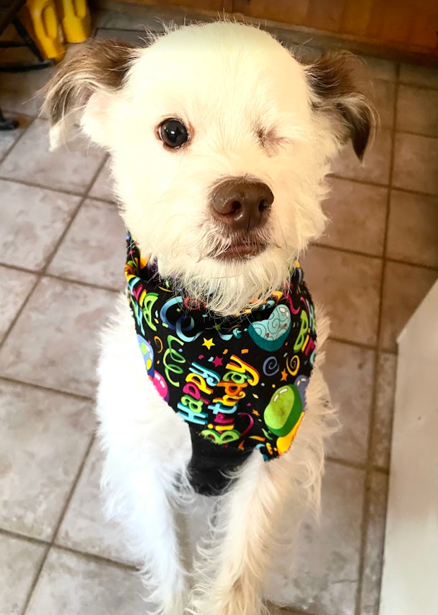 Susan's Seasonal Selection Bandana